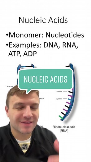 Understanding Nucleic Acids: Structure and Function Explained