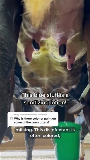 Why a Blue Udder Is Actually a Good Thing