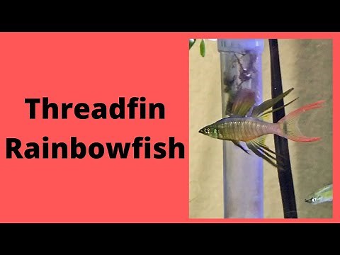 Threadfin Rainbowfish Care Guide