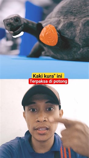 The turtle's legs had to be cut off #shorts #edit #science #turtle #reptiles