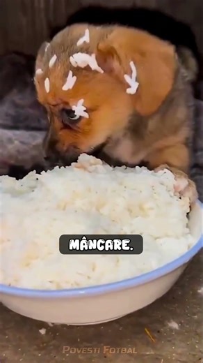 Vezi acest pui de catel in frig