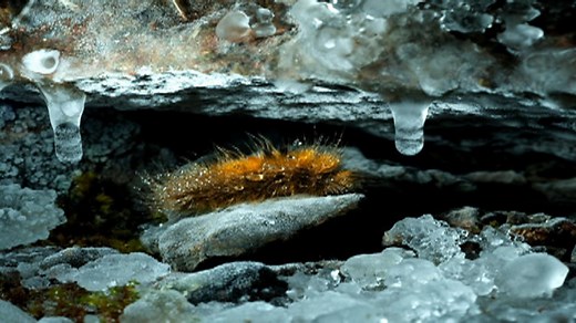 The world's coolest caterpillar