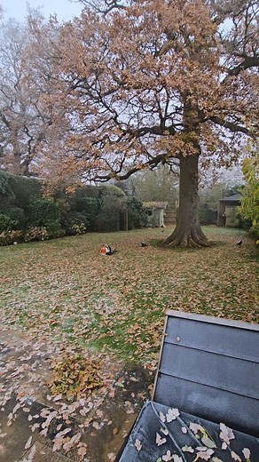 What to do with your fallen leaves?? 🦔Help the Hedgehogs: An excellent way to utilise fallen leaves is by creating a pile in your garden for wildlife. By making a pile of leaves in an unused section, you provide a warm and safe space for various species like caterpillars, ladybirds, toads, and hedgehogs to seek shelter during winter. 🍃Making Leaf Mould: Despite its unappealing name, leaf mould is incredibly beneficial for your garden. It not only enhances soil structure and water retention but