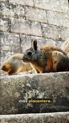 🇵🇪⛰️Machu Picchu Full Day🎟️ 📕⛰️ 3 things you need to know before traveling to Machu Picchu 👀🇵🇪