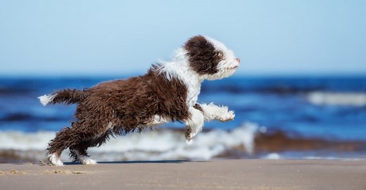 66 Fun Hawaiian Dog Names and Their Meanings