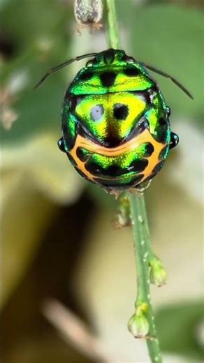 Metallic Jewel Bug