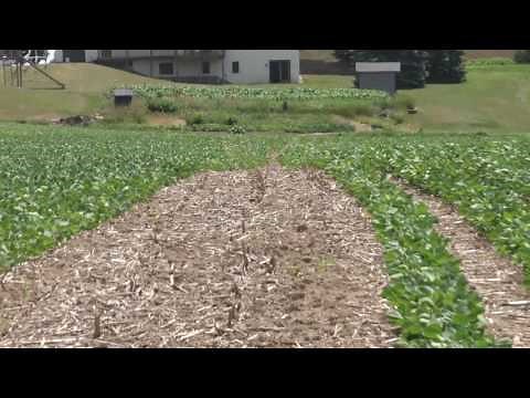 Checking Out a Soybean Field Planted with a Drill and Row Crop Planter