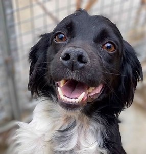 Adopting a Spanish stray dog: A comprehensive How-to Guide - Spanish Stray Dogs