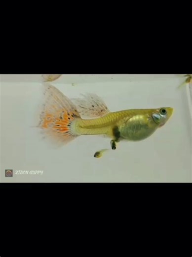 aura female gives birth #guppy #guppyfish #guppylover #guppybreeder #guppyindonesia #guppyfarm #fish #ikanhias #fishtank #fyp #fypシ #fyppppppppppppppppppppppp