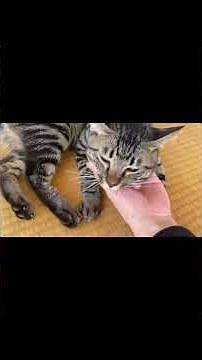 A cat that directly attacks the owner's crotch...