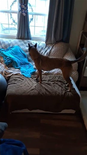 after bath #germanshepherd #belgianmalinois #malinois #dog #puppy #fun #viral