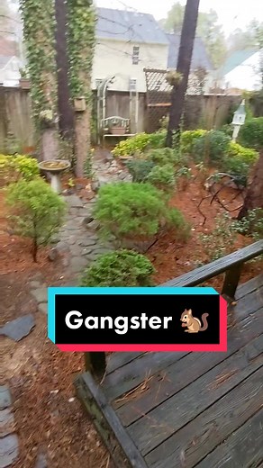 Replying to @_hazel_basil_ Beware of Bonnie the gangster squirrel ☠️😂🐿️ #accurate #MissBonnie #gangster #attacksquirrel