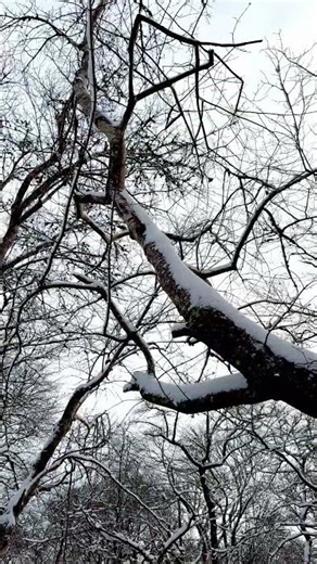 Simple Joy: Snowy Walk to a Pond / Geese flying overhead ❄️ #snow