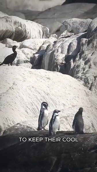 How shifting ecosystems created a penguin stronghold far from Antarctica