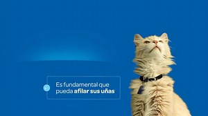 11K views · 564 reactions | Aprende cómo mantener a tu engreído...