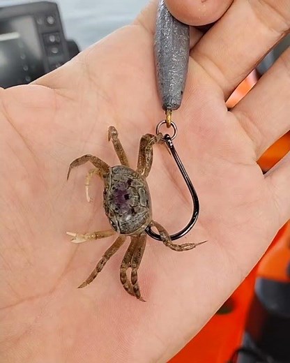 HOW TO - Rigging the new Sheepshead jig for suspended fish with a fiddler crab.