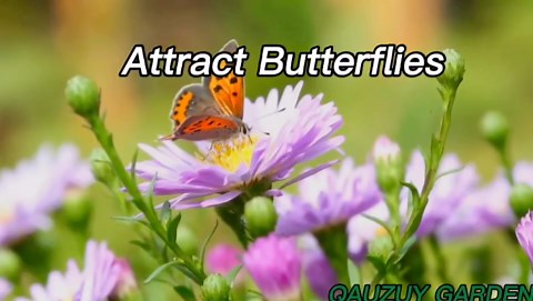 50 Japanese Climbing-Hydrangea Seeds, Hydrangea Anomala, Beautiful Perennial Fragrant Flowering Plant, Striking Accent Landscape Plant, Low-Maintenance