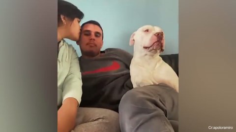 My dog’s jealousy is real and hilarious to watch