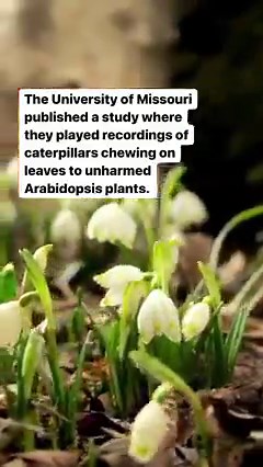 21K views · 280 reactions | Watch our show, The Power of Plants  | Curiosity Stream | Facebook