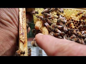 Queen Rearing Mini Series
