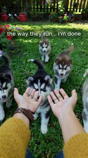 POV: You Called 6 Fluffy Huskies And They All Came Running 😭💛