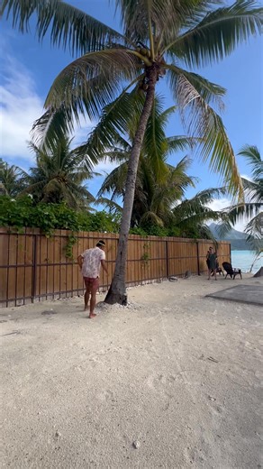 Our guide climbed the coconut tree for us | Cristi Collins Nelson