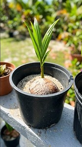 Cayman Coconut