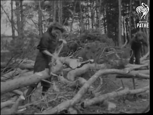 536K views · 1.7K reactions | War time lady loggers | Neil Dimmock | Facebook