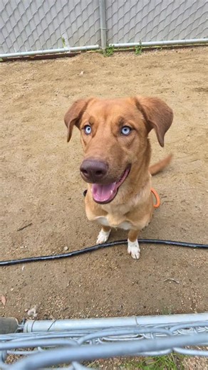 iloverescue on Instagram: "🚨 SCHEDULED FOR EUTHANASIA TODAY 1/23 @ 5PM 🚨 Odin is one of those dogs who still tries — even when the kennel walls are closing in on him. He’s stressed and declining in the shelter environment, but the moment he’s around people, you see who he really is. Social, affectionate, and desperate for connection, Odin lights up when someone pays attention to him. He doesn’t shut down — he reaches out. Put him in the play yard and a different dog appears. Odin is doing well