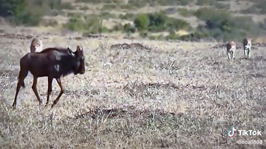 Wildebeest in Action: A Cheetah Hunt in the Savannah