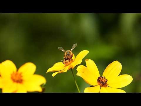 Relaxing Piano Music with Bees & Blooming Flowers 🌸 Calm Nature Ambience