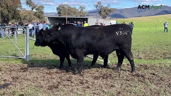 Coffin Creek Angus Bull Sale at Mudgee