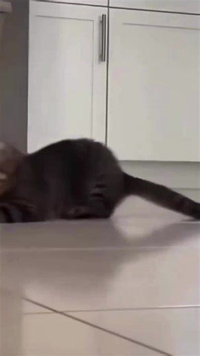 Laugh Until You Cry With These Cats 😹 - Best Compilation 2026