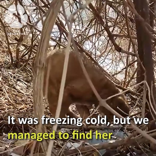 Scared To Death Puppy Transforms Completely after being Rescued | Paw Squadron