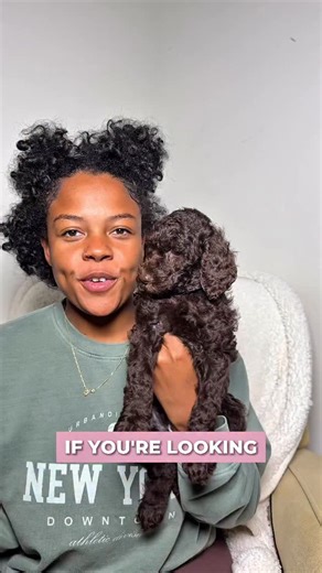 Charlotte doodles on Instagram: "LAST CHOCOLATE 🐶 !! . . . #goldendoodle #goldendoodles #goldendoodlesofinstagram #minigoldendoodle #minigoldendoodlesofinstagram #minigoldendoodlepuppy #goldendoodlepuppy #goldendoodlepuppies #mediumgoldendoodle #doodlespuppies #doodles #doodlesoftheworld #dogsofcharlotte #doodlesofcharlotte #charlottenc #doodlesofnyc #doodlebreeder #f1bbgoldendoodle #f1bgoldendoodle #f1b #charlottenc #cockapoo #cockapoopuppy #cockapoosofinstagram #cockapoopuppies #f1cockapoo #f