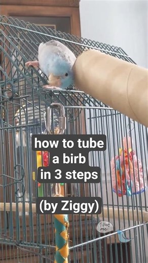 How to Tube a Birb in 3 Steps 🦜#cutepets #parrot #relaxing #funny