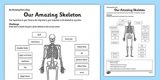 Our Amazing Skeleton Worksheet