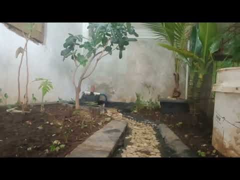Filling the pool with water Inside the mini Aviary