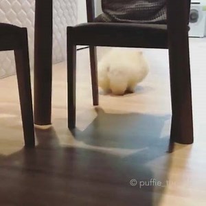 6K views · 951 reactions |  | Chowchow | Facebook