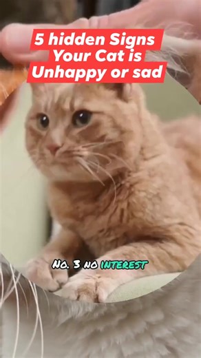 5 hidden signs your cat is unhappy or sad | All about cats