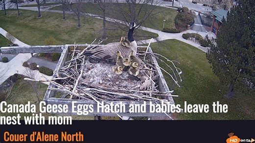 10K views · 88 reactions | A Family of Canada Geese left their nest...