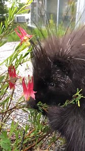 Maple munching on some willow! #Enrichment 🌱🌺 | Science North & Dynamic Earth