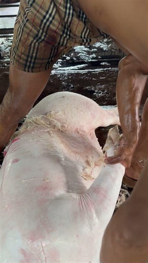 How to Clean Pork Skin | Traditional Butcher Technique #butcherskills #meatmarket #porkcutting