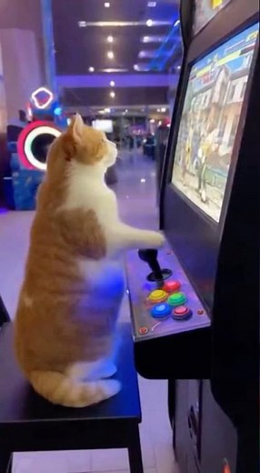 Gamer Rage! 🎮 Cat Loses Fighting Game, Smashes Arcade Screen #cat #meme #funny #viral #shorts