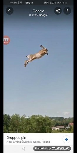 Flying Rabbit On Google Maps