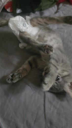 10K views · 1K reactions | Diaper Wars Part 4 | Quality of Life Rehab & Foster, Inc. | Facebook