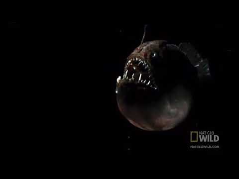 The Ending Scene from Live Action Finding Nemo (for ‪@KingoftheJungle193‬)