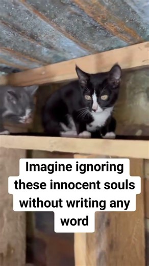 Help cats in need please donate