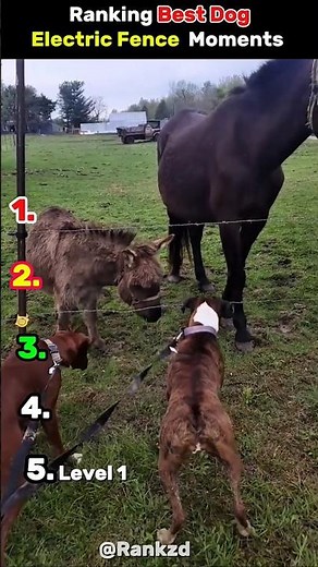 Ranking Best Dog Electric Fences Moments 😂 #ranking #fail #usa