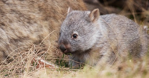 U.S. influencer who snatched baby wombat leaves Australia after outcry